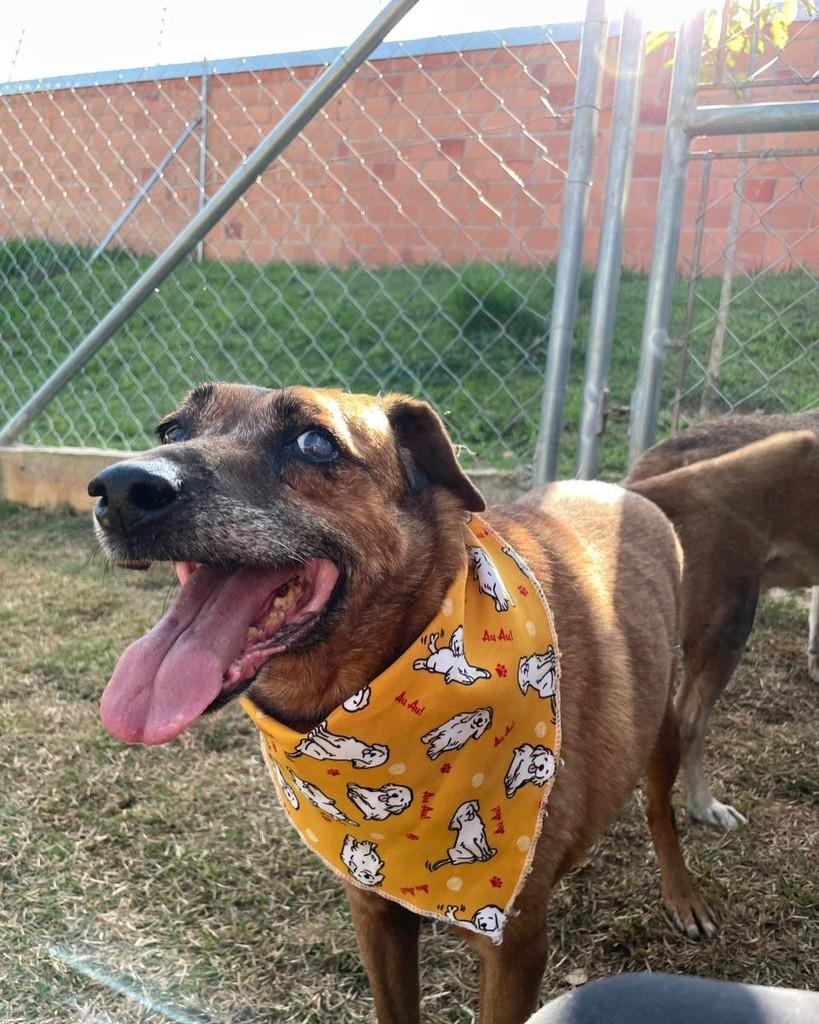 Swing, cachorro de porte médio para adoção em Indaiatuba - SP