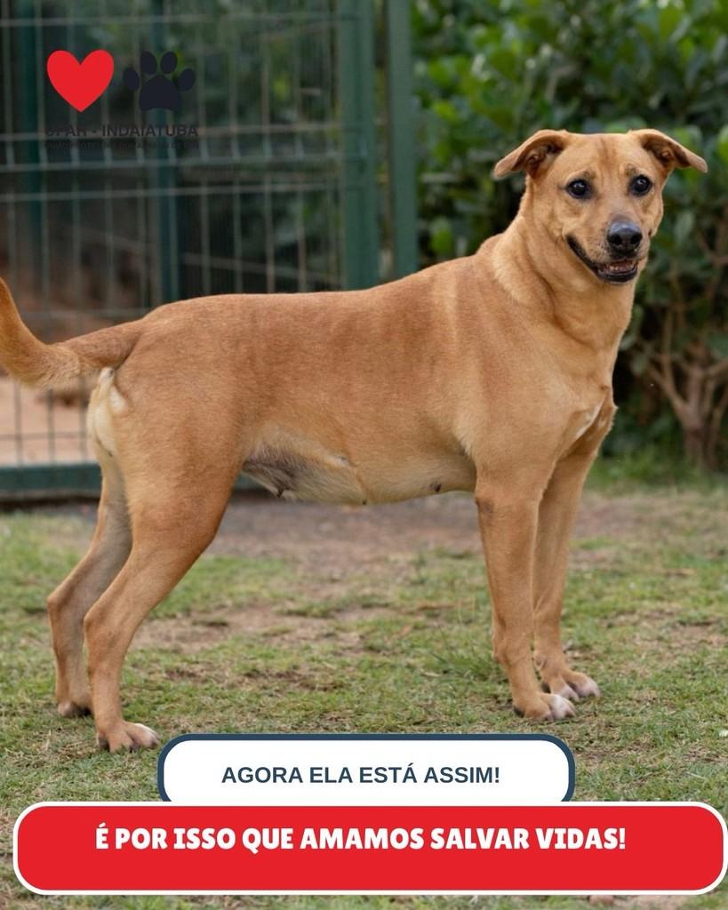 Xepa, cachorro de porte médio para adoção em Indaiatuba - SP