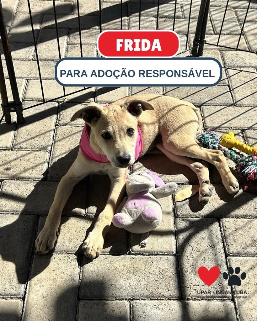 Frida, cachorro de porte médio para adoção em Indaiatuba - SP