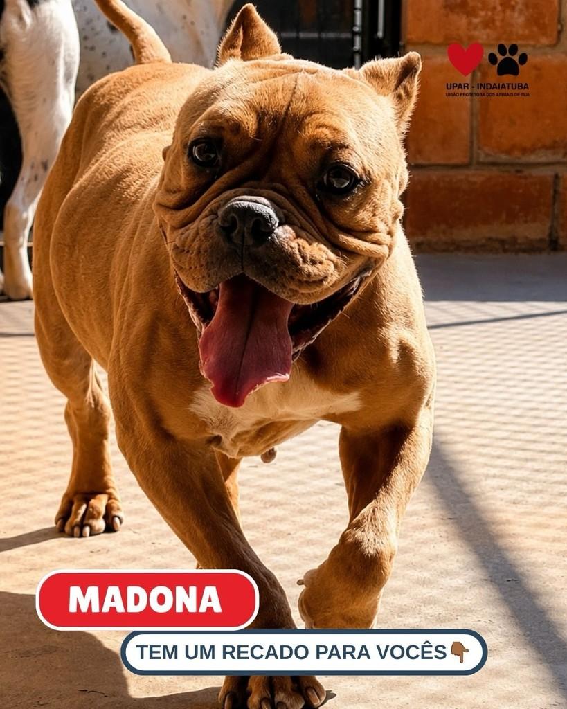 Madona, cachorro de porte médio para adoção em Indaiatuba - SP