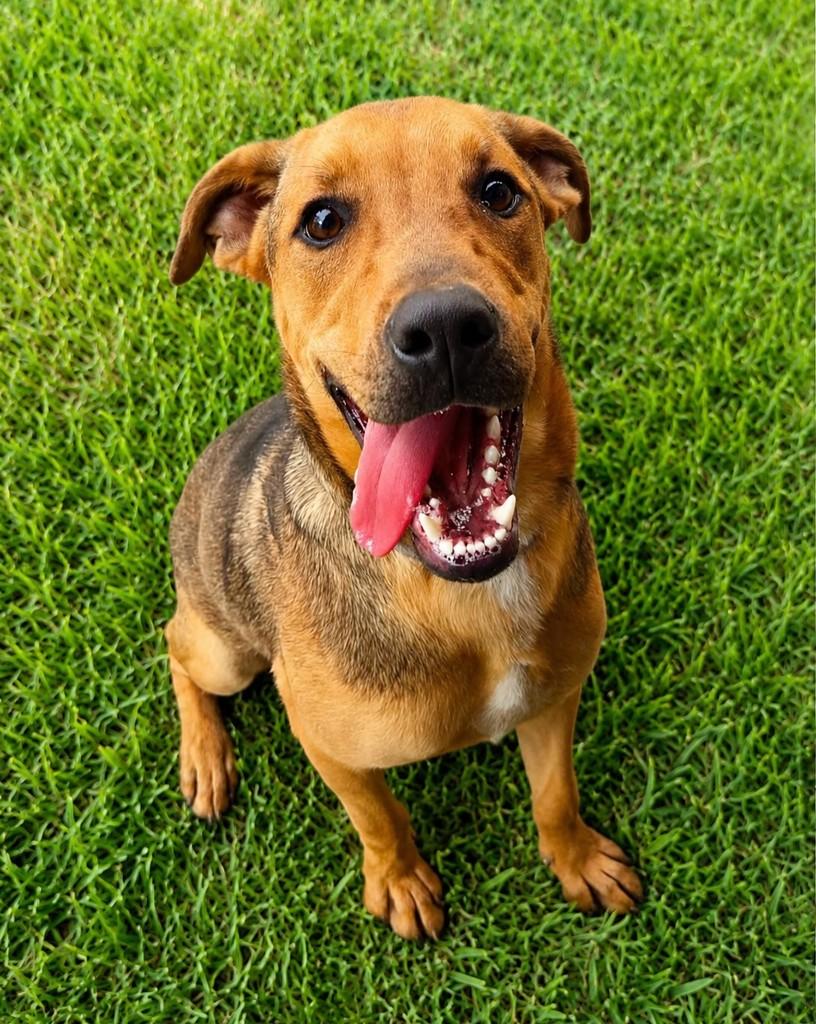 Bobby, cachorro de porte médio para adoção em Indaiatuba - SP