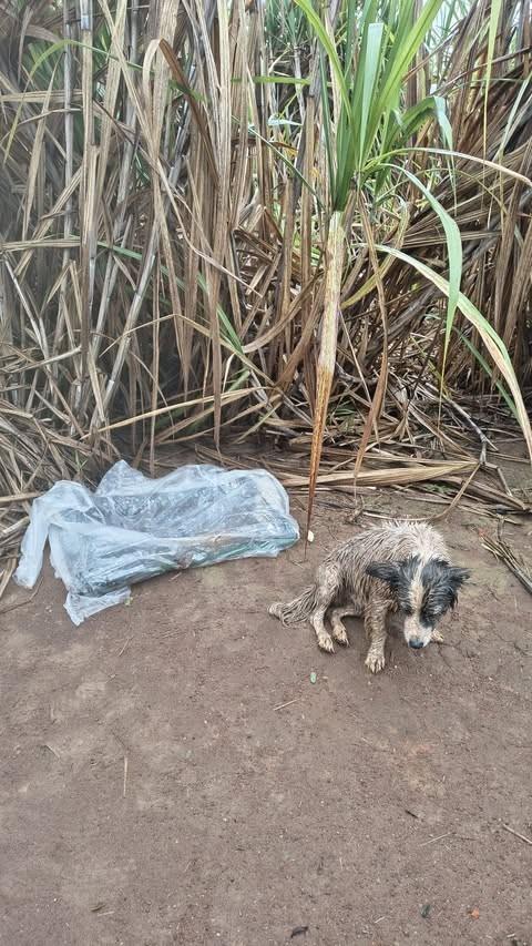 Chico, cachorro de porte médio para adoção em Indaiatuba - SP