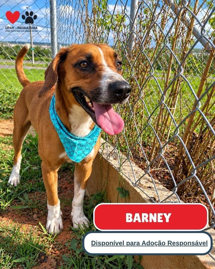 Barney, cachorro de porte médio para adoção em Indaiatuba - SP