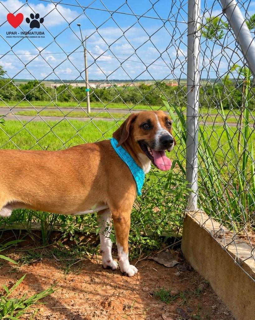 Barney, cachorro de porte médio para adoção em Indaiatuba - SP — foto 2 de 3