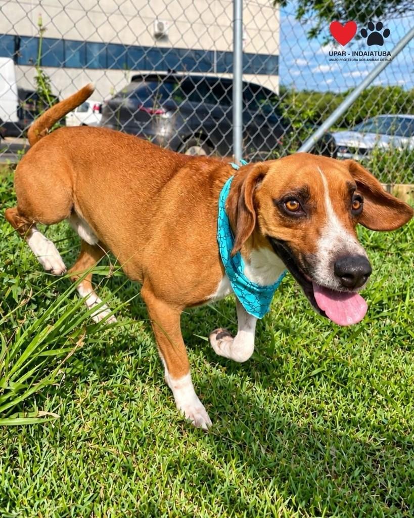 Barney, cachorro de porte médio para adoção em Indaiatuba - SP — foto 3 de 3