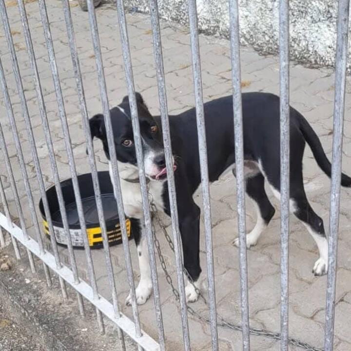 Mocinha, cachorro de porte médio para adoção em Flores da Cunha - RS