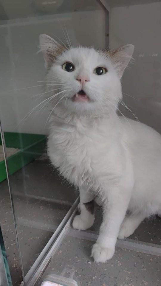 Bruce, gato de porte médio para adoção em Flores da Cunha - RS