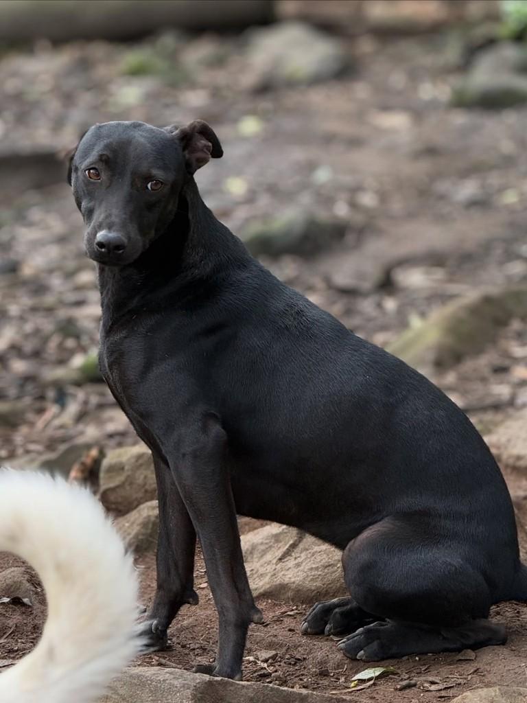 Carolzinha, cachorro de porte médio para adoção em Flores da Cunha - RS