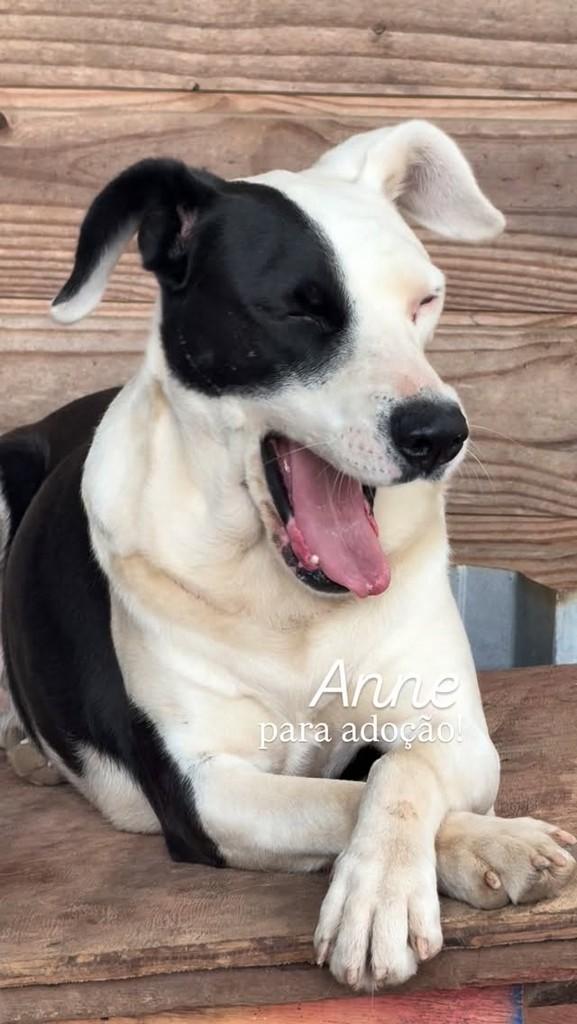 Anne, cachorro de porte médio para adoção em Flores da Cunha - RS