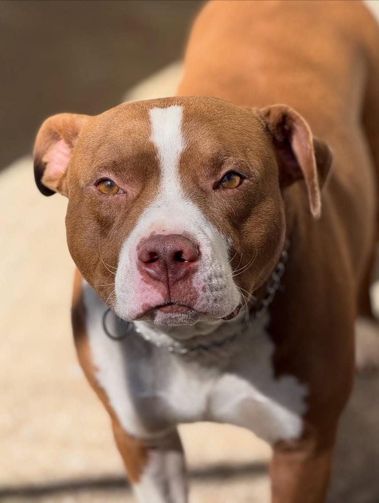 Diesel, cachorro de porte grande para adoção em Flores da Cunha - RS