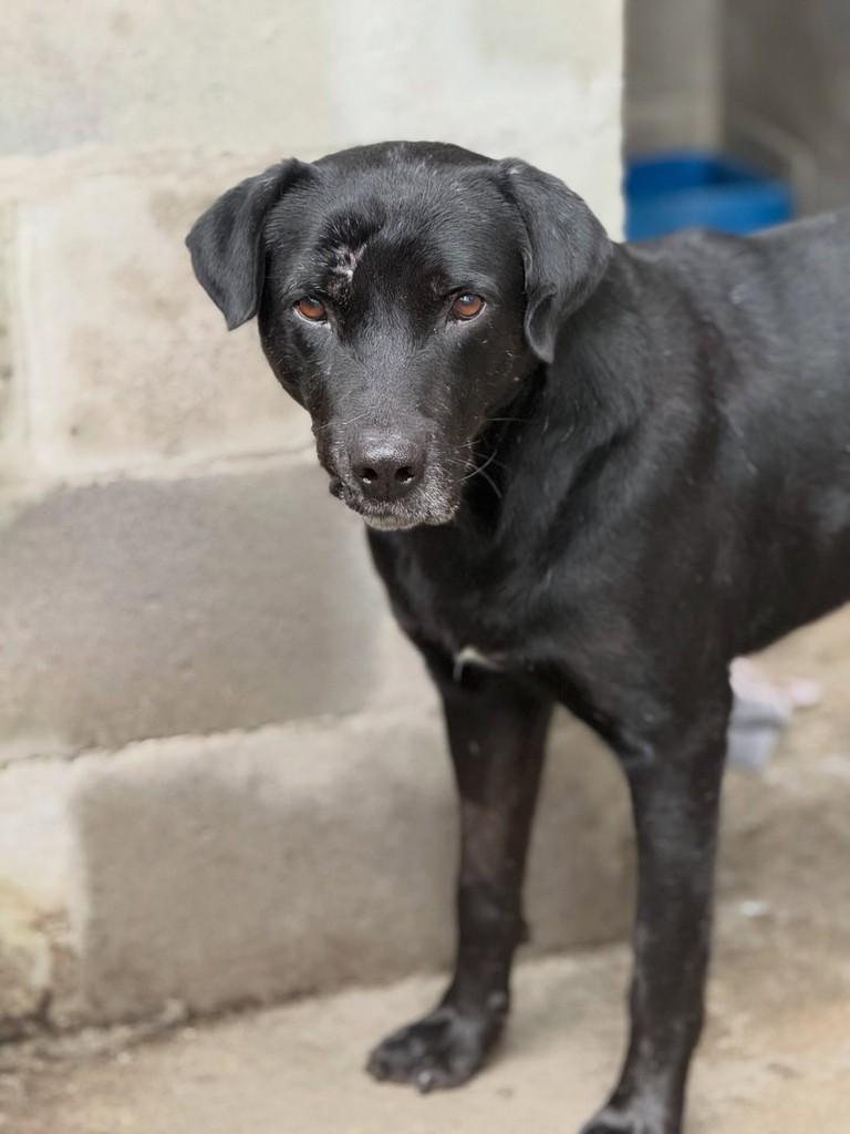 Caco, cachorro de porte médio para adoção em Flores da Cunha - RS
