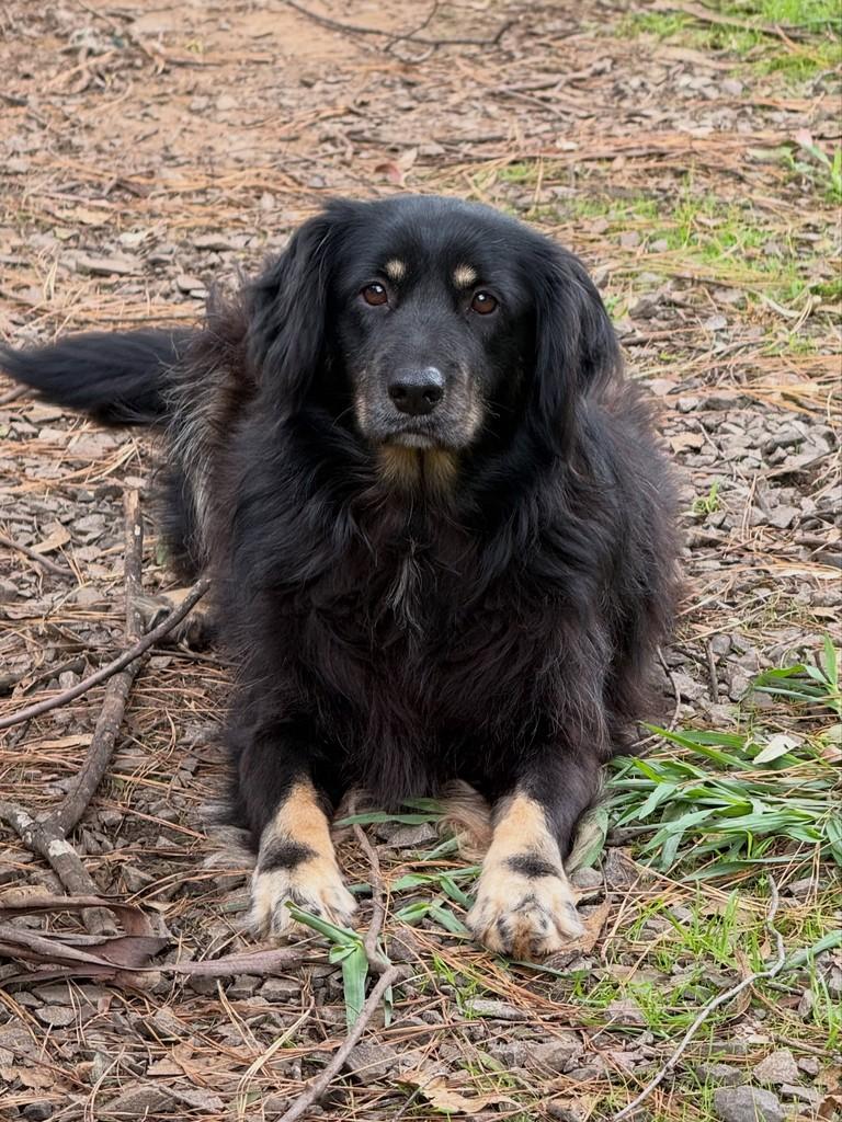 Lord, cachorro de porte médio para adoção em Flores da Cunha - RS