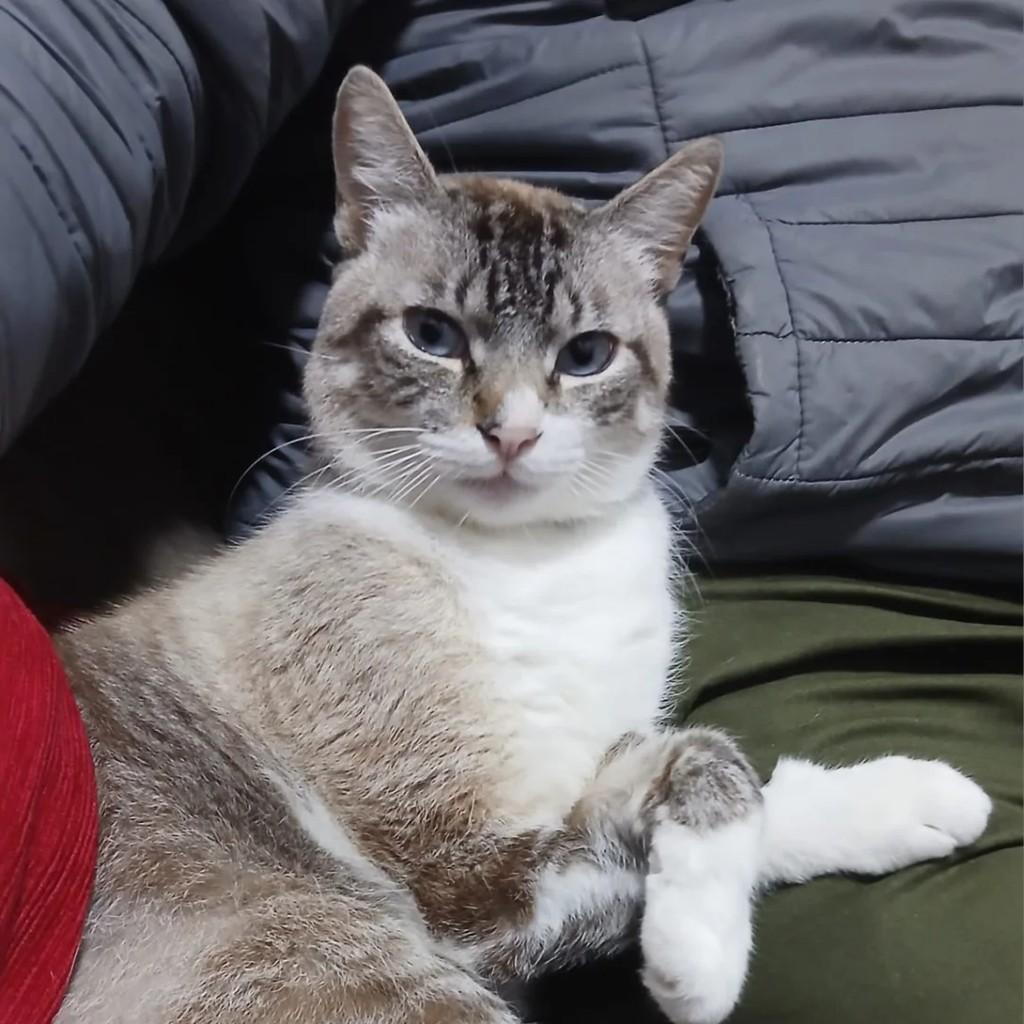 Tayson, gato de porte pequeno para adoção em Flores da Cunha - RS