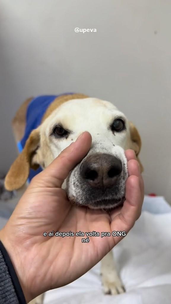 Penélope, cachorro de porte médio para adoção em Flores da Cunha - RS