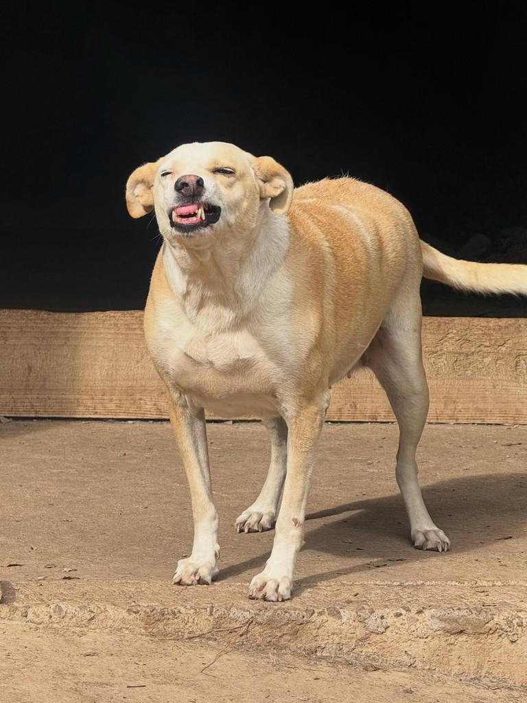 Rebeca, cachorro de porte médio para adoção em Flores da Cunha - RS