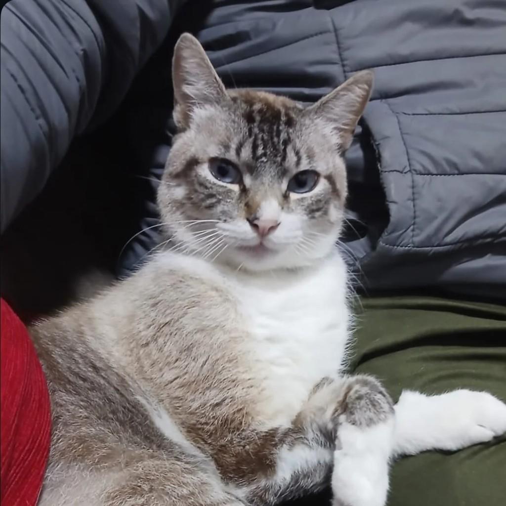 Moleque, gato de porte médio para adoção em Flores da Cunha - RS