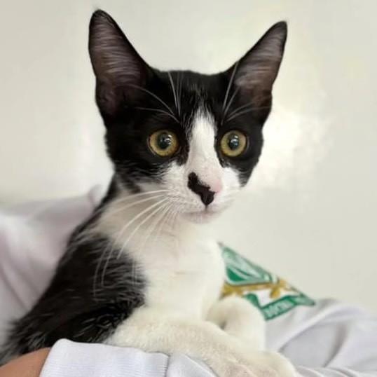 Dorinha, gato de porte pequeno para adoção em Flores da Cunha - RS
