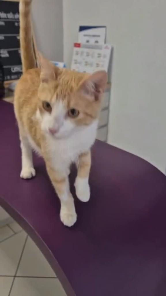 Laranjinha, gato de porte pequeno para adoção em Flores da Cunha - RS