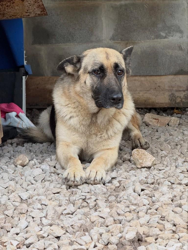 Nina, cachorro de porte médio para adoção em Flores da Cunha - RS