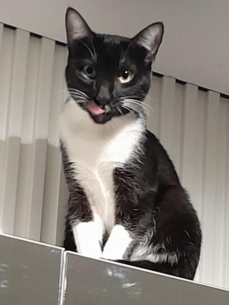 Boris, gato de porte médio para adoção em Flores da Cunha - RS