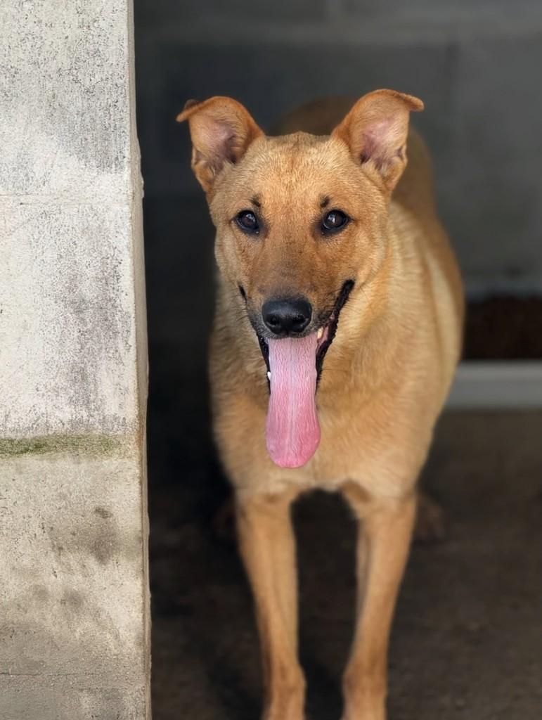 Cássio, cachorro de porte médio para adoção em Flores da Cunha - RS