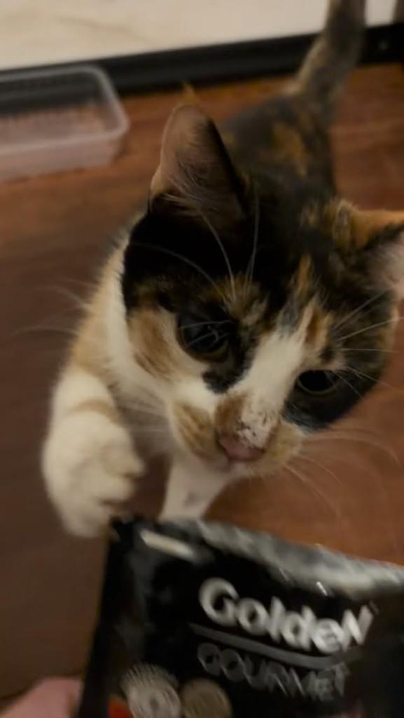Liz, gato para adoção em Flores da Cunha - RS