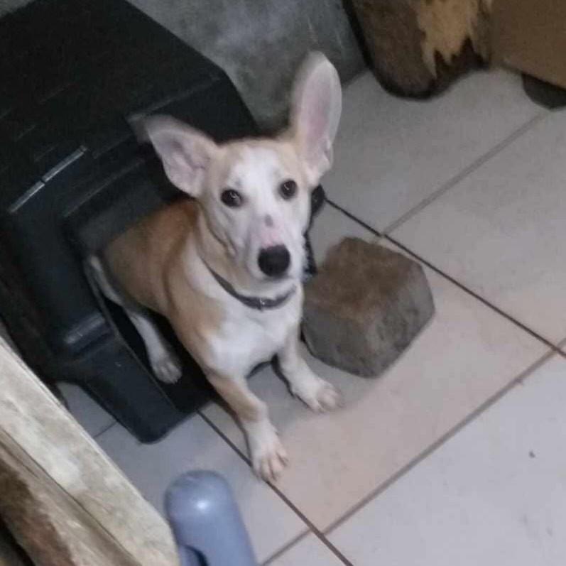 Pitt, cachorro de porte pequeno para adoção em Flores da Cunha - RS