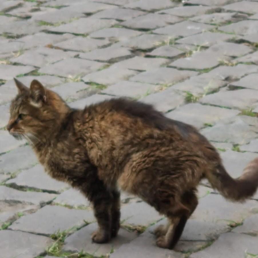 Mima, gato de porte médio para adoção em Caxias do Sul - RS