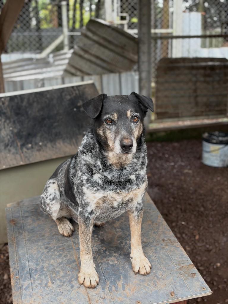 Xerife, cachorro de porte médio para adoção em Flores da Cunha - RS