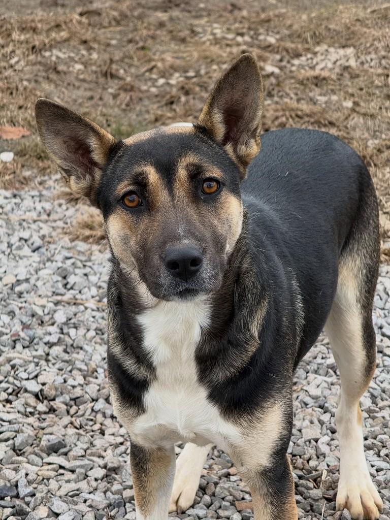 Prenda, cachorro de porte médio para adoção em Flores da Cunha - RS