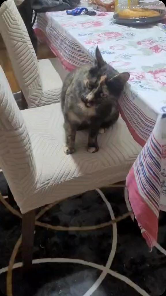 Gwen, gata de porte pequeno para adoção em Flores da Cunha - RS