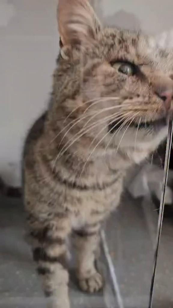Igor, gato de porte médio para adoção em Flores da Cunha - RS