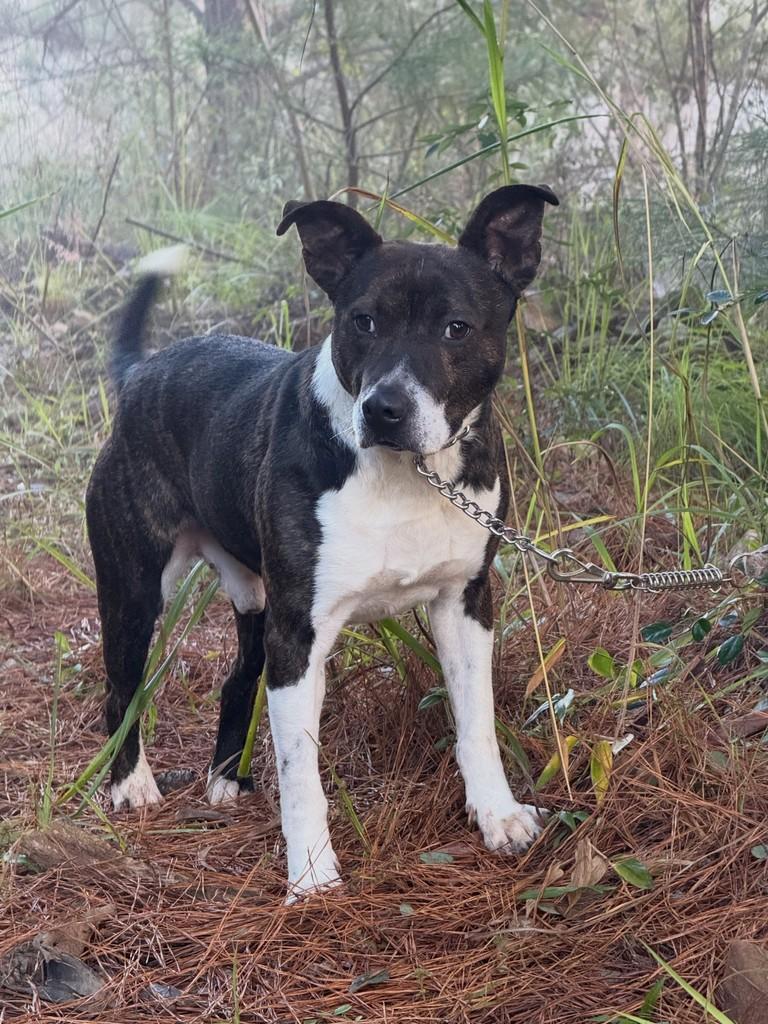 Baruk, cachorro de porte médio para adoção em Flores da Cunha - RS