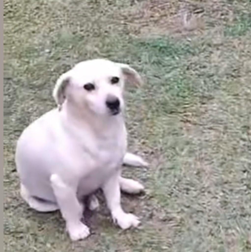 Bobby, cachorro de porte pequeno para adoção em Caxias do Sul - RS