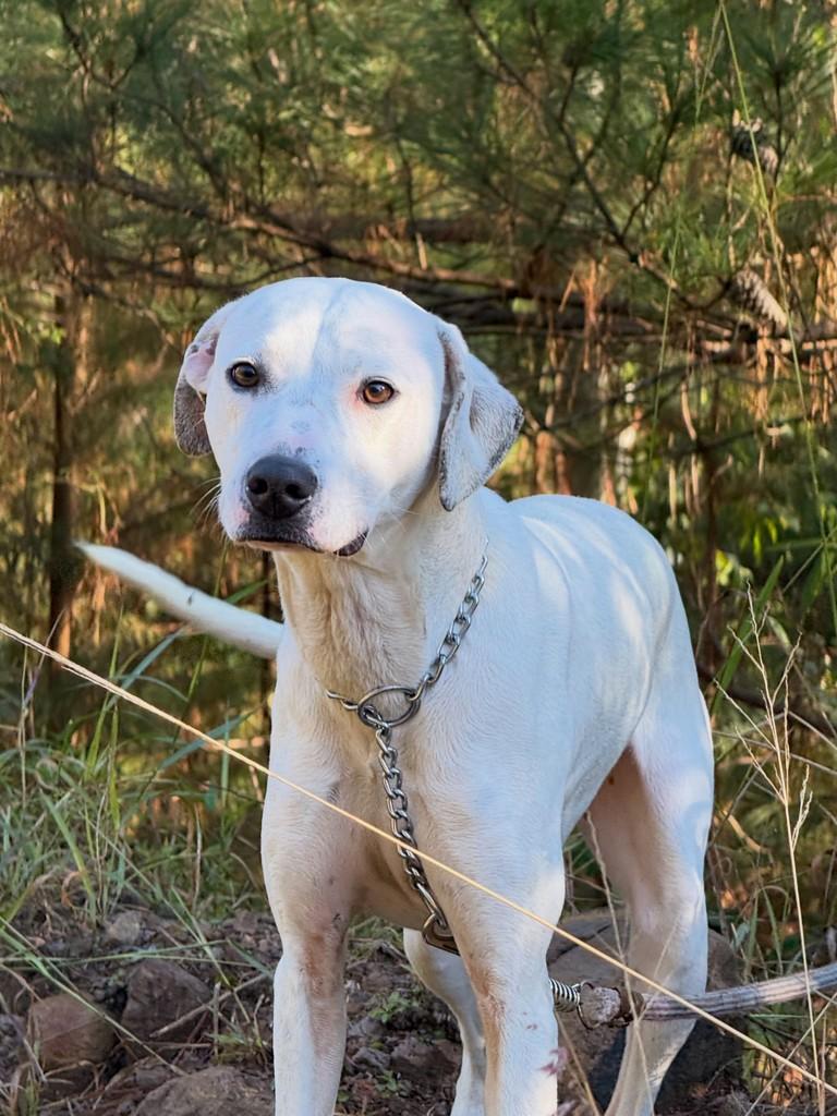 Wanda, cachorro de porte grande para adoção em Flores da Cunha - RS