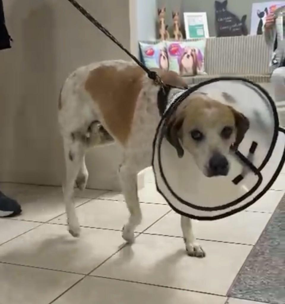 Tobi, cachorro de porte médio para adoção em Flores da Cunha - RS