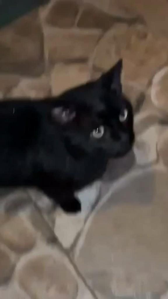 Morceguinho, gato para adoção em Flores da Cunha - RS