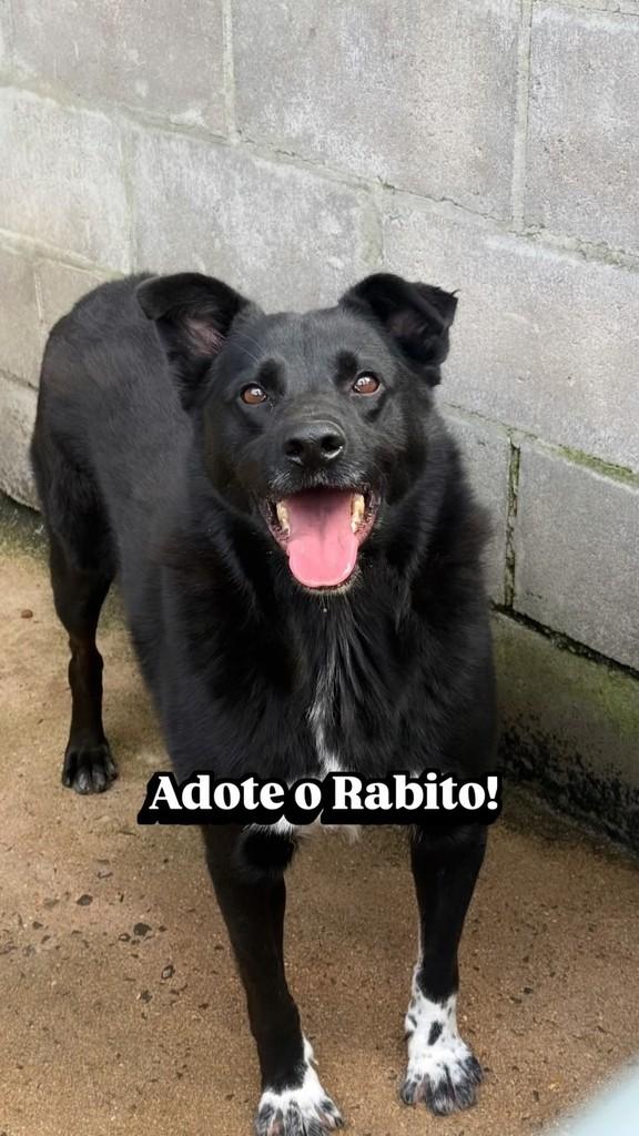Rabito, cachorro de porte médio para adoção em Flores da Cunha - RS