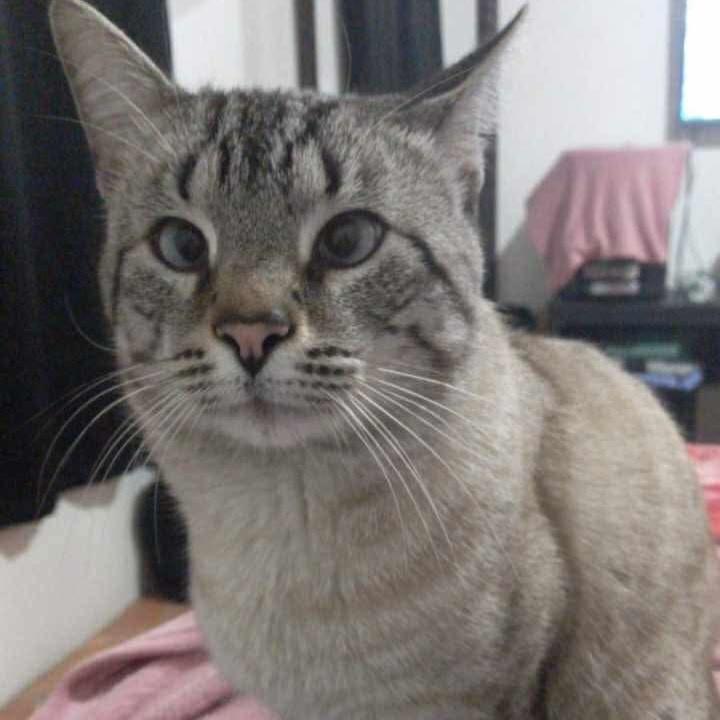 Frajola, gato de porte médio para adoção em Caxias do Sul - RS
