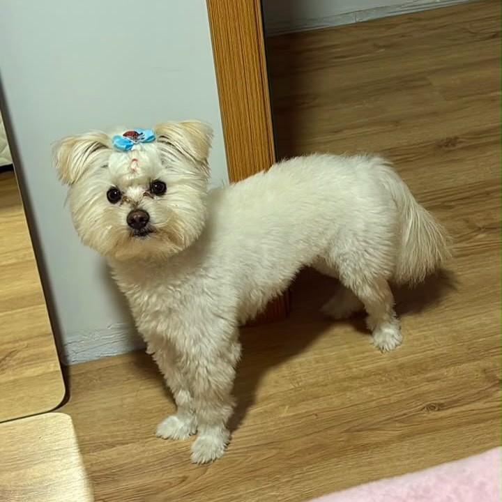 Lucky, cachorro de porte pequeno para adoção em Flores da Cunha - RS