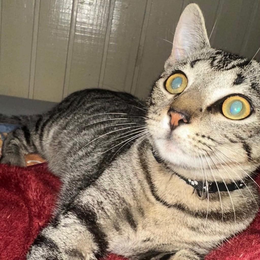 Kiki, gato de porte pequeno para adoção em Flores da Cunha - RS