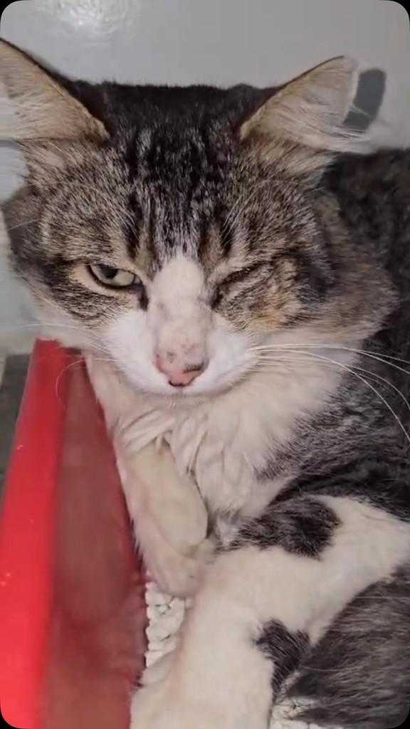 Zion, gato de porte pequeno para adoção em Flores da Cunha - RS