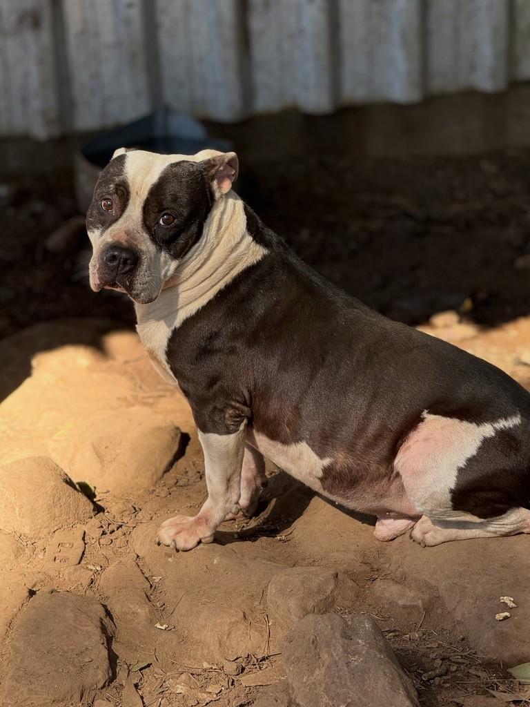 Bruce, cachorro de porte médio para adoção em Flores da Cunha - RS