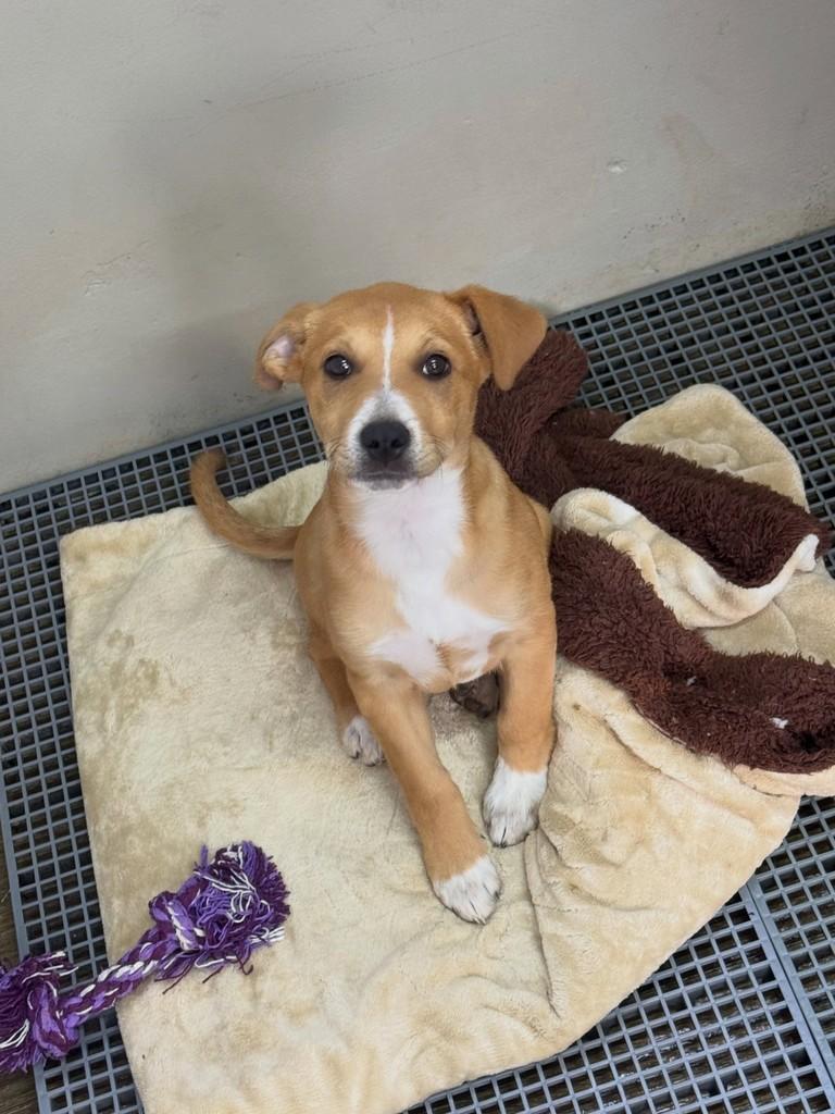 Nestor, cachorro de porte médio para adoção em Flores da Cunha - RS