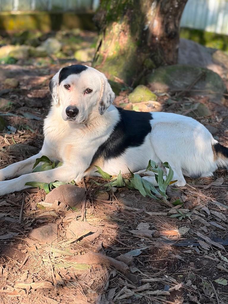 Alonso, cachorro de porte grande para adoção em Flores da Cunha - RS