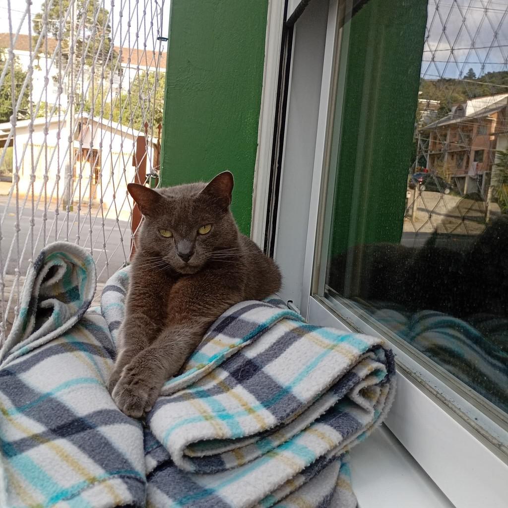 Jhon, gato de porte médio para adoção em Flores da Cunha - RS