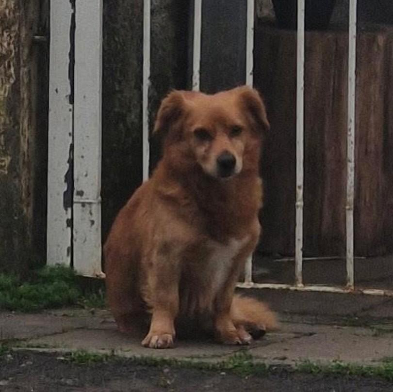Carinha, cachorro de porte pequeno para adoção em Flores da Cunha - RS