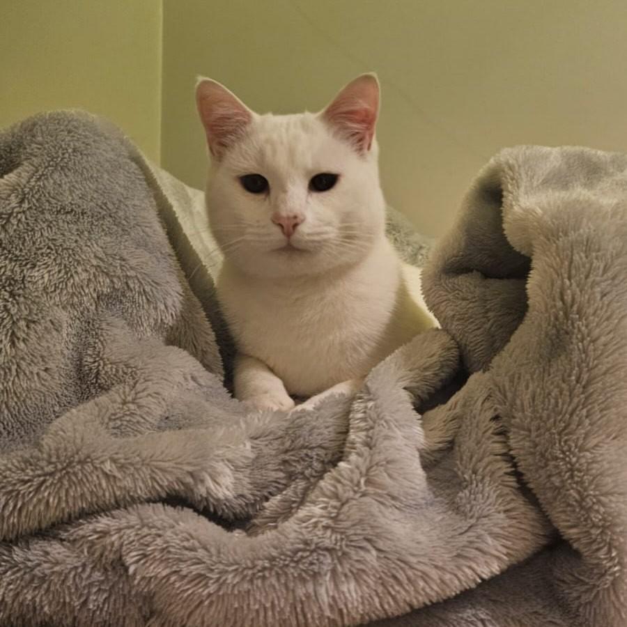 Branquelo, gato de porte médio para adoção em São Gotardo - MG
