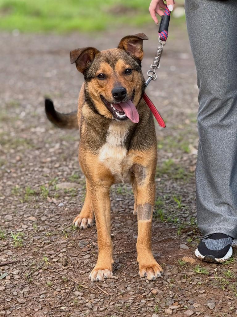 Nescau, cachorro de porte médio para adoção em São Gotardo - MG