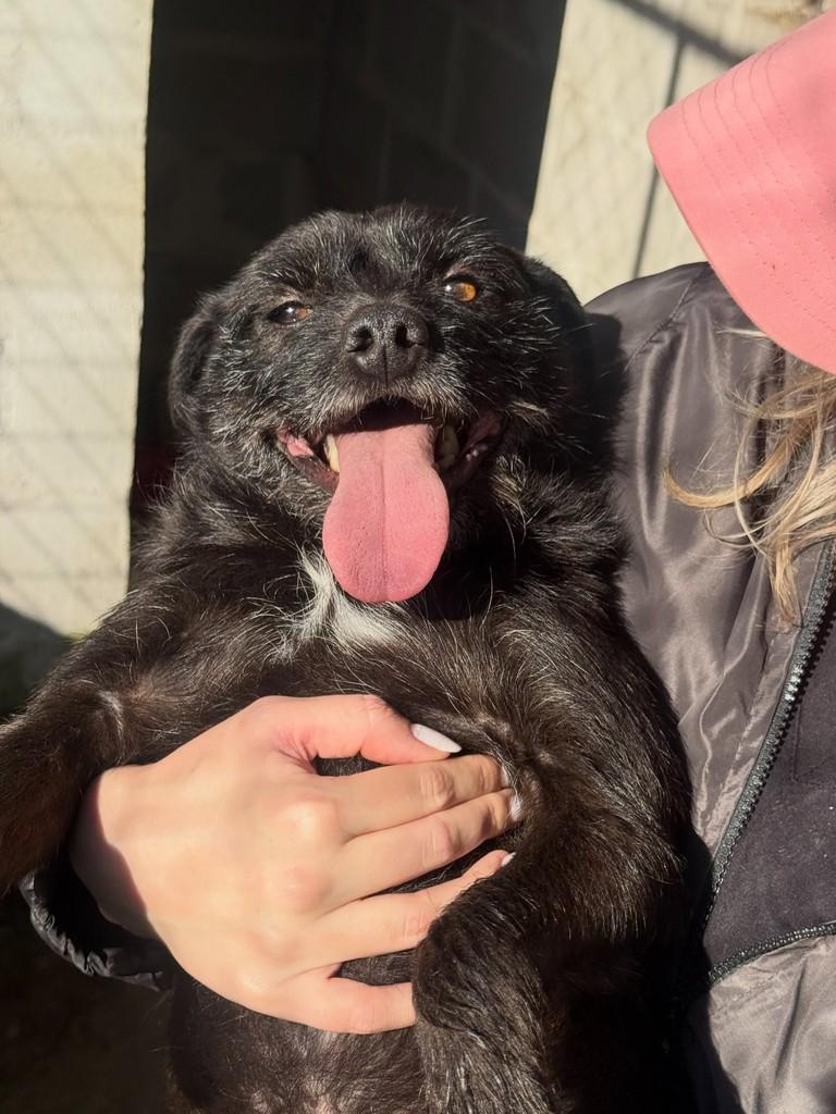 Pimpolho, cachorro de porte médio para adoção em Flores da Cunha - RS